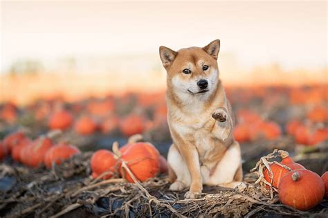 Dogs, Shiba Inu, HD wallpaper | Peakpx