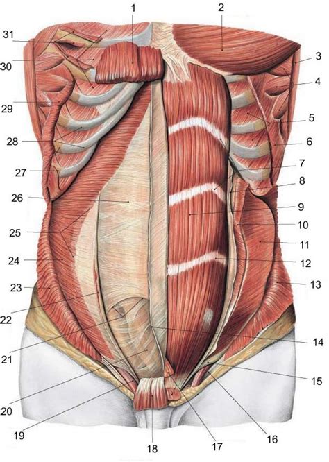 Female Abdominal Anatomy Chart