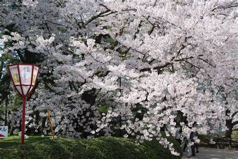 Cherry Blossom Tourism Makes Japan's Economy Bloom | HuffPost