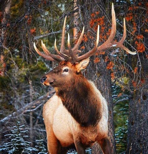 Elk in Banff National Park