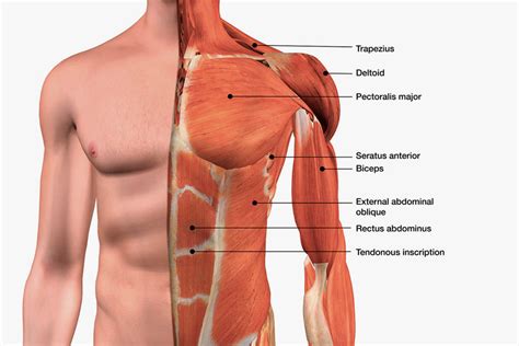 What are Bad Chest Genetics & Exercises to Fix Them? – DMoose