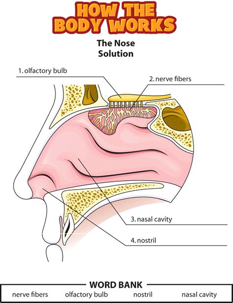 HTBW nose solutions PNG | Human body lesson, Human body systems, Nose work