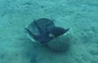 Biology Octopus GIF - Find & Share on GIPHY
