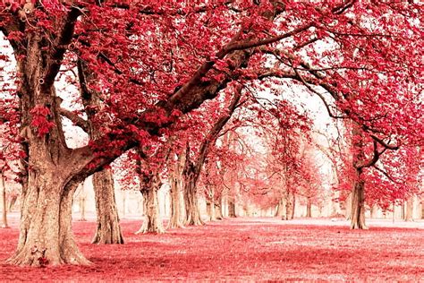 Pink Land With Tree, red tree lot, Nature, Scenery, pink, tree, park ...