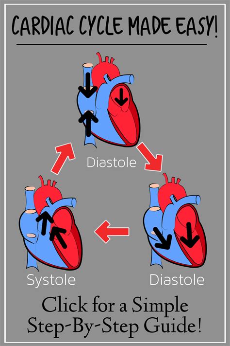 Click for an easy step-by-step of the heart cycle! Learn the cardiac ...