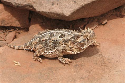 types of lizards - Google Search | Horned lizard, Lizard, Texas animals