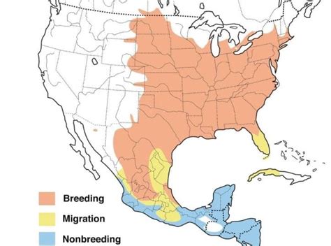 2 Types of Orioles Found in Michigan! (2024) - Bird Watching HQ