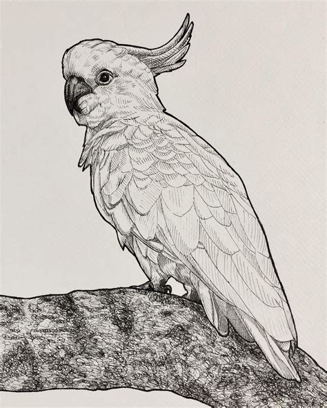 Cockatoo Drawing | Pencil drawings of animals, Animal drawings sketches, Koala drawing