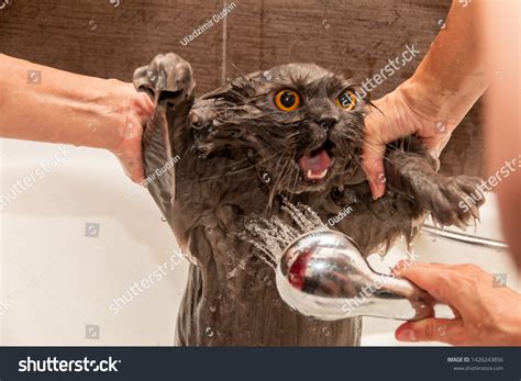 323 Cat Soggy Images, Stock Photos & Vectors | Shutterstock