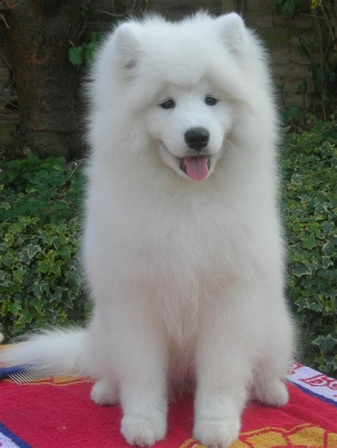 Samoyed Haircut | Samoyed dogs, Samoyed, Polar bear dog