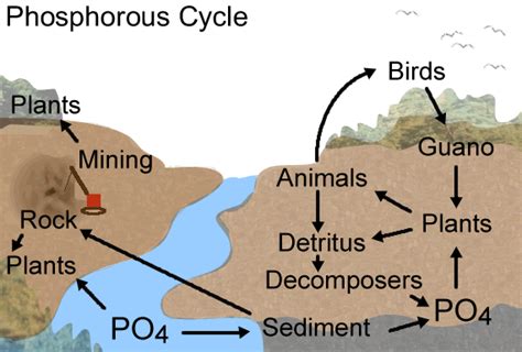 Phosphorus Cycle Worksheet Answers