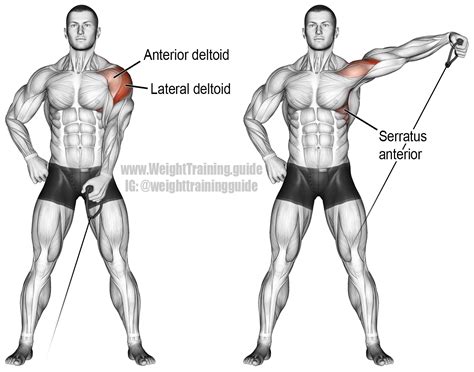 Cable one arm lateral raise. Main muscles worked: Lateral Deltoid ...