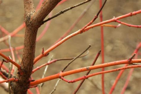 Cornus sericea – Purdue Arboretum Explorer