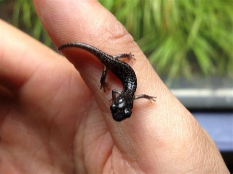 Baby Arboreal Salamanders Make Their Annual Appearance in California | Salamander, Animals ...