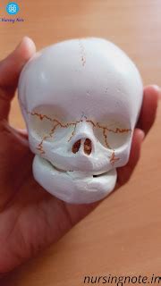 Fetal Skull: Sutures of Fetal Skull, Fontanels and Diameter of Fetal Skull