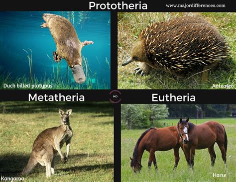 Difference between Prototheria, Metatheria and Eutheria