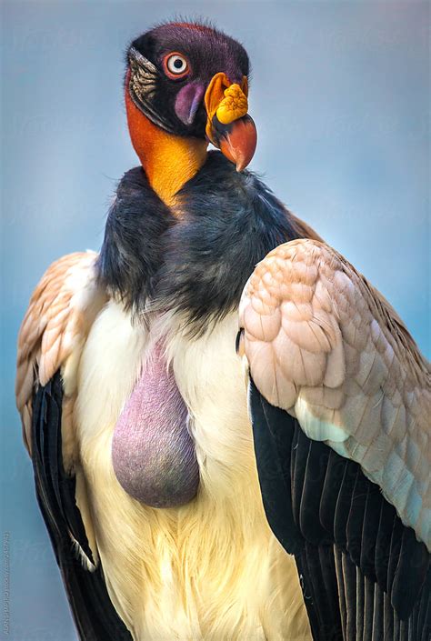 "King Vulture" by Stocksy Contributor "ALAN SHAPIRO" - Stocksy