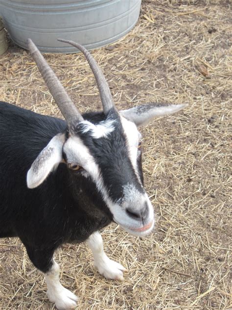 Horns on Goats vs. Debudding Goats | Honey Sweetie Acres