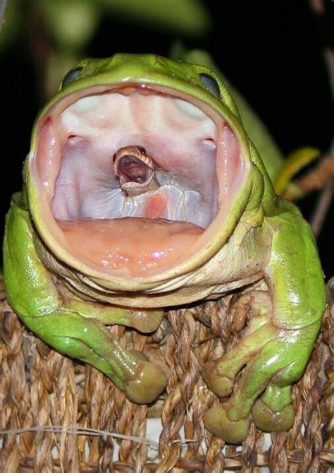 What Do White's Tree Frogs Eat? Superworms or Grasshoppers?