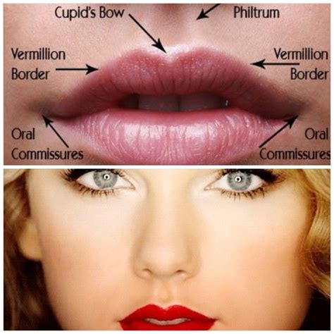 Philtrum Of Lip