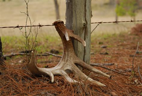 Seeking the Crown: The Hunt for Shed Antlers - Deer & Deer Hunting | Whitetail Deer Hunting Tips