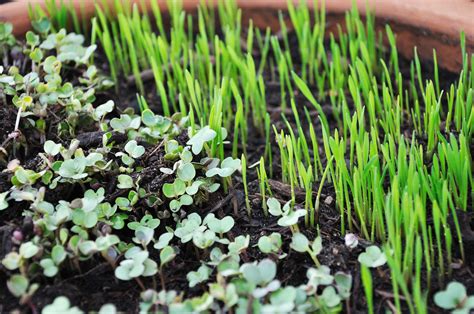 Microgreen Seeds