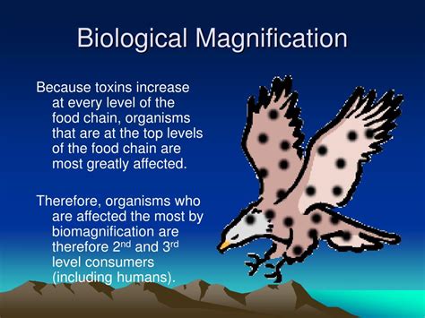 PPT - Biological Magnification PowerPoint Presentation, free download - ID:712052