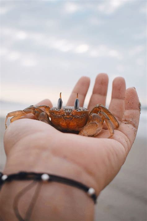 Shore Crabs are Fighting a Changing Climate — The Marine Diaries