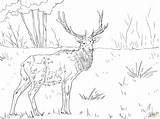 Free Printable Elk Coloring Pages  Coloring Home sketch template