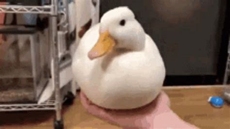 Duck Gif - IceGif