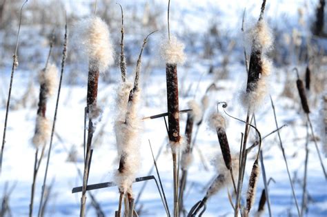 Common Cattail: Plant Care & Growing Guide