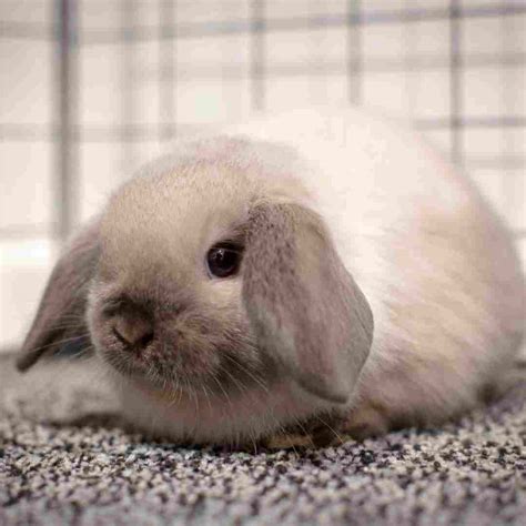 Rabbit Size and Weight: Understanding the Variations and Characteristics