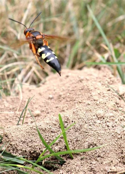 Ground Hornets (Cicada Killer Wasps): 15 Things to Know + Get Rid of ...