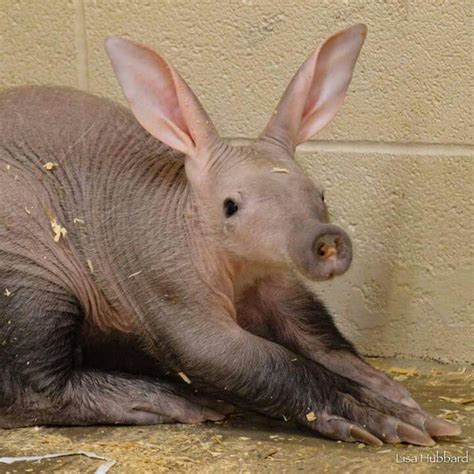 Have you ever seen a cuter aardvark than Winsol? Aardvarks are “ecosystem engineers” of the ...