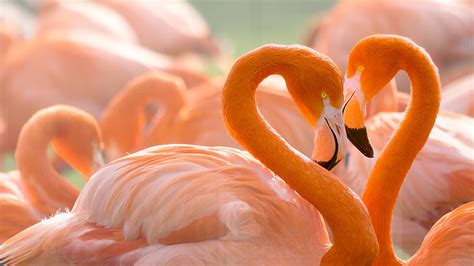 Flamingo 1080P, 2K, 4K, 5K HD wallpapers free download | Wallpaper Flare