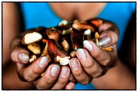 Peru's nut collectors | In 2000, Peru’s government formalise… | Flickr