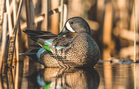 Blue-Winged Teal – Profile | Traits | Migration | Habitat | Breeding ...