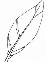 Free Printable Turkey Feather Coloring Pages  Templates sketch template