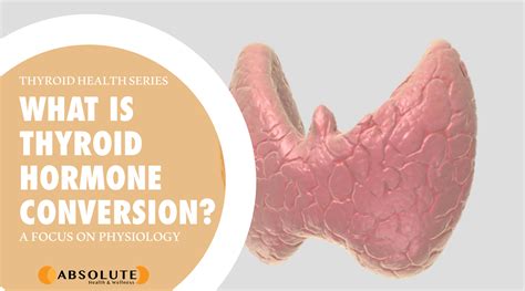 What is Thyroid Hormone Conversion? - Absolute Health & Wellness