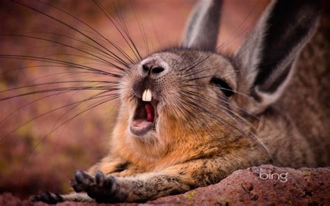 Sfondi : animali, natura, barba, conigli, sbadigli, fauna, mammifero ...