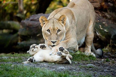 23 Photos Of Animals And Their Parents That Will Melt Your Heart. The ...