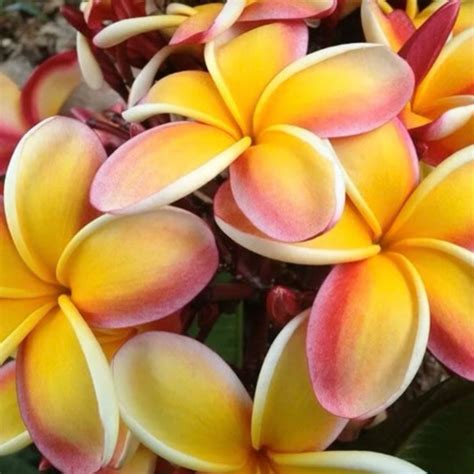 Plumeria Frangipani Lei Rainbow | 5" Pot - Plant Hawaii