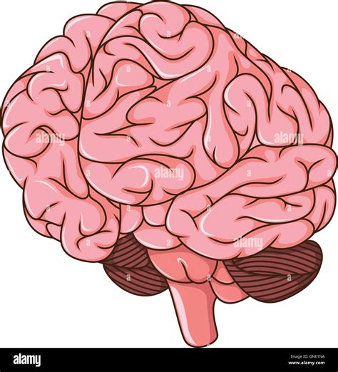 human brain clots cartoon Stock Vector Image & Art - Alamy