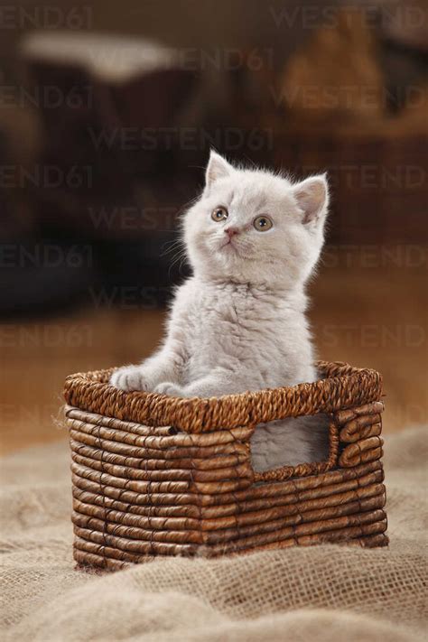 British Shorthair Cat, kitten, lilac, in basket stock photo