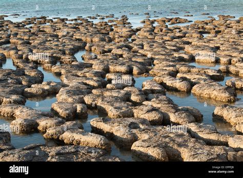 Stromatolites at Hamelin, Shark Bay, Western Australia Stock Photo - Alamy