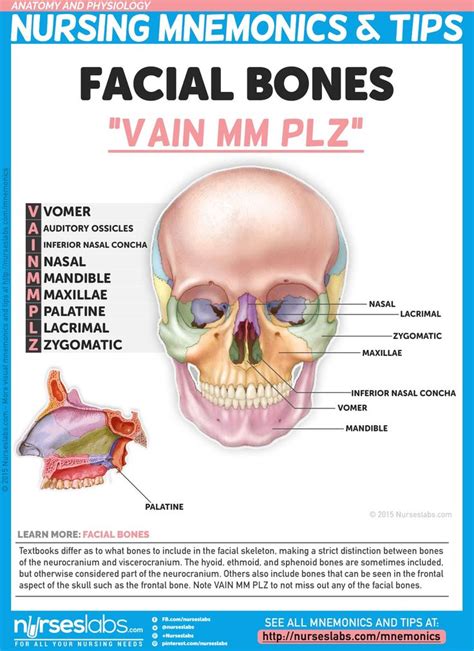 Others also include bones that can be seen in the frontal aspect of the ...