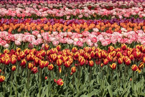 Tulip Fields of the Bollenstreek, South Holland, Stock Image - Image of ...