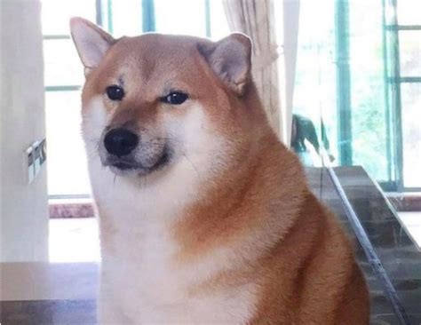 Kabosu, the dog behind the origins of the Doge meme, did NOT pass away & has recovered well ...