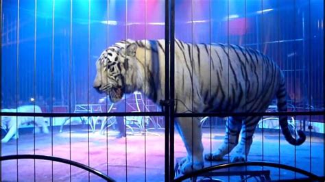 Cirque Pauwels - White Tigers - BES 2013 - YouTube