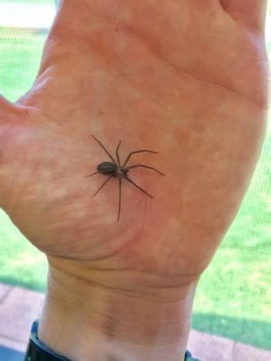 How to Identify a Brown Recluse Spider - Plunkett's Pest Control